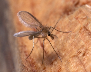 Mosquito leishmaniosis