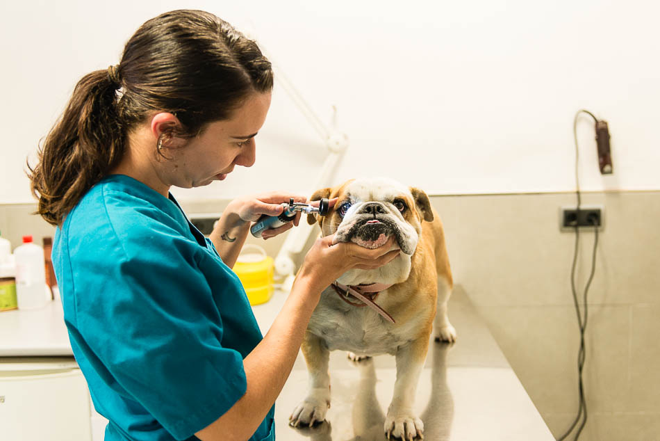 Veterinaria Ángela Larroda Asorey en una revisión oftalmológica a un perro bulldog inglés